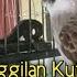 Suara Burung Kutilang Gacor ASLI Tanpa Isian Ampuh Untuk Pikat Kutilang Bikin Kutilang Ribut Gacor