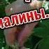 Секрет малины Shorts малина дача огород2025 секрет урожая Raspberry Dacha Vegetable Garden2025