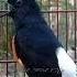Murai Batu Gacor Tembakan Lovebird Ngekek Panjang
