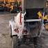 Self Loading Concrete Mixer