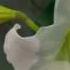Chris Rea Your Warm And Tender Love Wmv