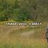 Chase Your Rabbit