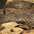 Venomous Snake Macrovipera Lebetina გიურზა