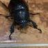Hissing Dung Beetle Nature Beetle Wildlife Bugs Creepy Catch Cute Insects Cool