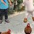 Chicken Song Funny Dance Shorts Viral Trending Funny Funnyvideo Chicken Dance Youtubeshorts