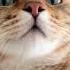 Suara Pemanggil Kucing