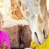 Diana And Roma Feed The Animals At The Emirates Park Zoo