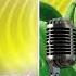 I Am A Gummy Bear I Am Your Gummy Bear AUDIO TRACK