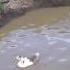 У нас появилась вода для гусей наполнили озеро Ремонт водопровода закончили