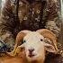 HARVESTING THE RAM OF A LIFETIME Slow Motion Shot Pennsylvania Archery
