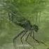 YAIMA Odonata Revisioned MOONGATE ALBUM