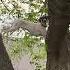 German Shorthaired Pointer Climbs Tree