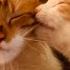 KITTY WASH CAT ASMR Cat Licking Your Ear Cat Grooming Cat Purring For Relaxation CAT ASMR