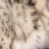Snow Leopards Ghosts In The Snow Full Episode Part 3 BBC Earth