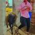 Vilayati Menda Vilayati Sheep Vilayati Vilaytisheep Sheep Animals Bakra Goat Karnataka Yt