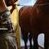 GYPSY HORSE ROMANE GILA 2023
