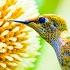 Healing Music For The Heart And Blood Vessels Delicate Music That Calms The Nervous System