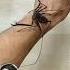 Spider Crawling Funny Crawl
