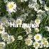 Ромашки для Наташки
