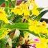 Orchid Bloomed Today Shorts Balcony Rain Orchid