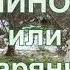 Релаксация под пение птиц Зарянка Малиновка Зорька Зорянка Ольшанка Erithacus Rubecula