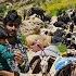 Dinda S Family Goes To The Cold Mountains What Fate Awaits Them