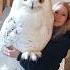 Sizga Ham Boyqush Yoqadimi Do You Like The Owl Too Owl Hawk Birds