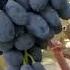 VLADUKA Nochi Super Red Grapes Смачний виноград