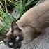 Открой дверь животные Cat природа юмор позитив