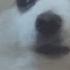 RIP GABE THE DOG