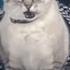 Paralyzed Cat S Hilarious Reaction To Wheelchair