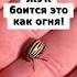 Колорадский жук боится эти средства как огня огород сад дача картошка урожай