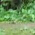 Speedy Red Panda