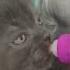 Василиса песня топ музыка Cat