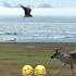 Snoop Dogg Narrates Animal Planet Snoopdogg Comedy Funny Viral Shorts