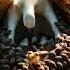 One Brave Bird Vs Ten Hungry Rats Birds Wildlife Love Mother Animals Nature Nest
