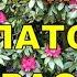 ПОДАРИ МНЕ ПЛАТОК Караоке на баяне