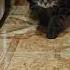 Бах это вкусно Cat кот юмор приколы музыка котушка котики