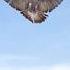 Gulati Marna Wala Kabootar Viral Pigeon Pigeonsworld7