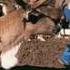 PEGGY LEE Don T Forget To Feed The Reindeer