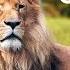 Amazing Wildlife Of Chobe National Park 8K UHD Incredible South Africa