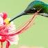 Soothing Music For Nerves Healing Music For The Heart And Blood Vessels Relaxation Music For Soul