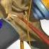 See Inside A Middle Ear Infection