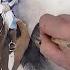 Thursday Speed Up Demos Horseman Watercolor Figure In Motion Animal
