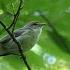 Пеночка теньковка Phylloscopus Collybita июнь 2020