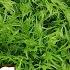 无虫害 脆嫩的京水菜 什么时候种最好 Best Time To Grow Amazing Mizuna Delicious