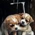 Three Puppies Sit And Cry For Help In Heavy Rain