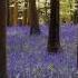 Evgeny Belyaev Bluebells Беляев Евгений Колокольчики Мои