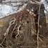 СКРАДОК С ВЕСЕННЕЙ ОХОТЫ охота Hunting Huntingrussia дикаяприрода