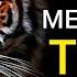 МЕНТАЛИТЕТ ТИГРА Мотивация для жизни